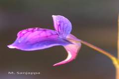 Utricularia babui
